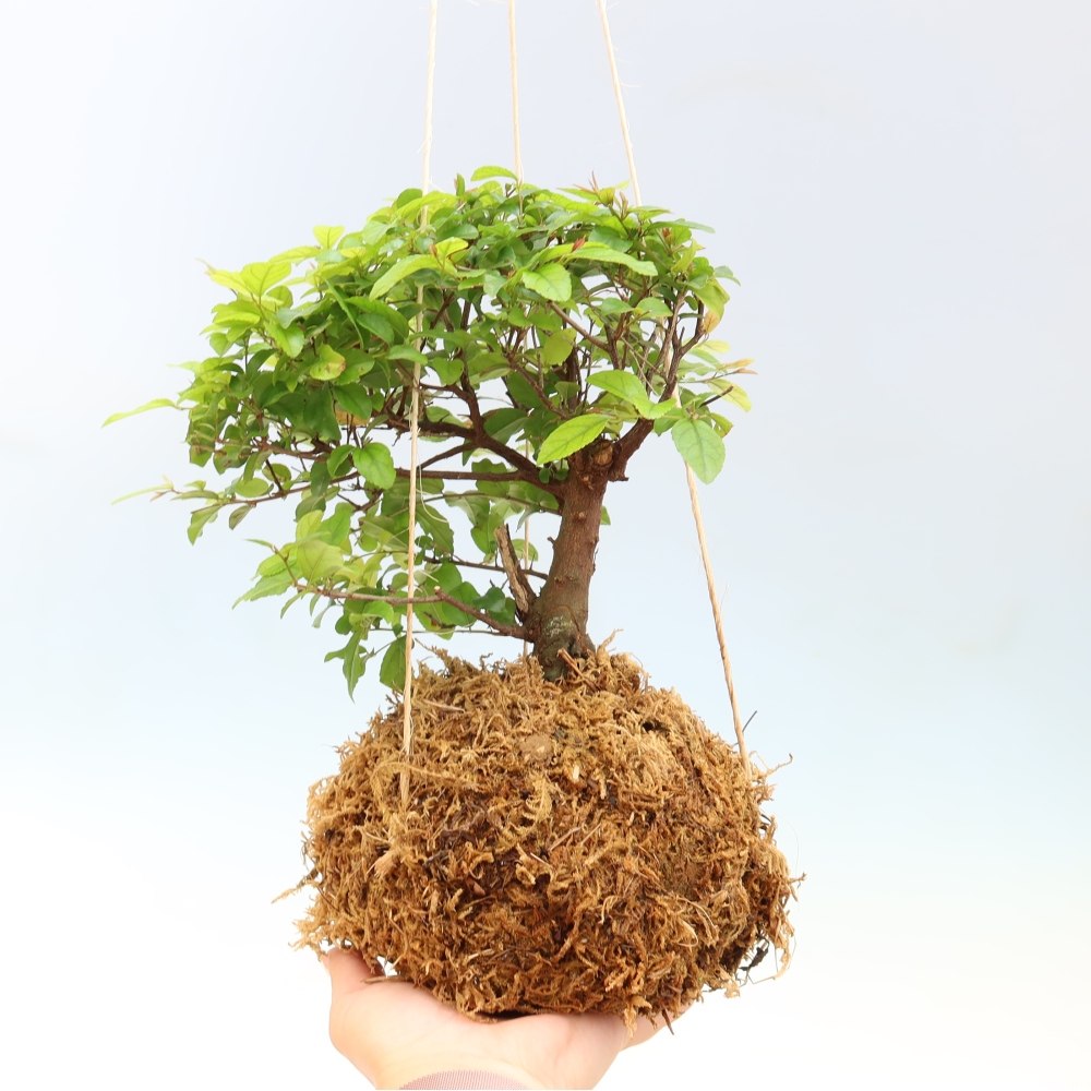 Kokedama v keramice -Sagerecia čajová - Sageretia thea