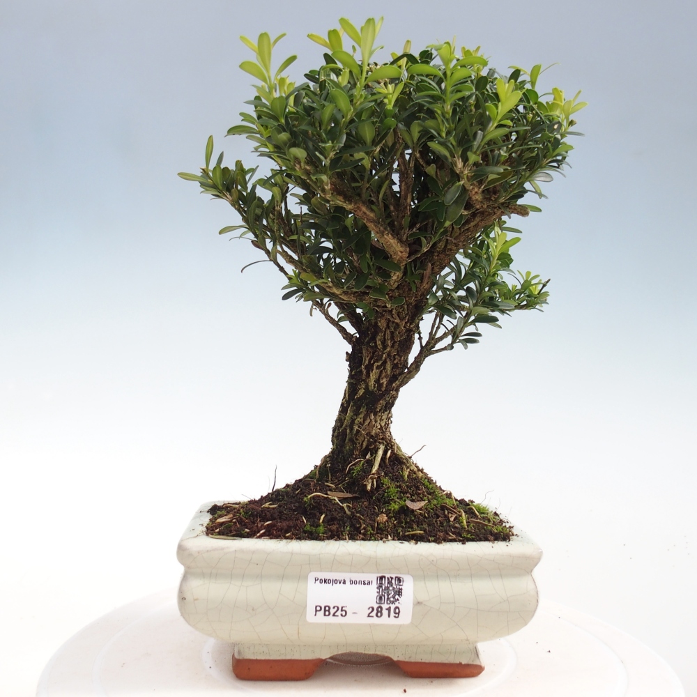 Pokojová bonsai - Buxus harlandii -korkový buxus