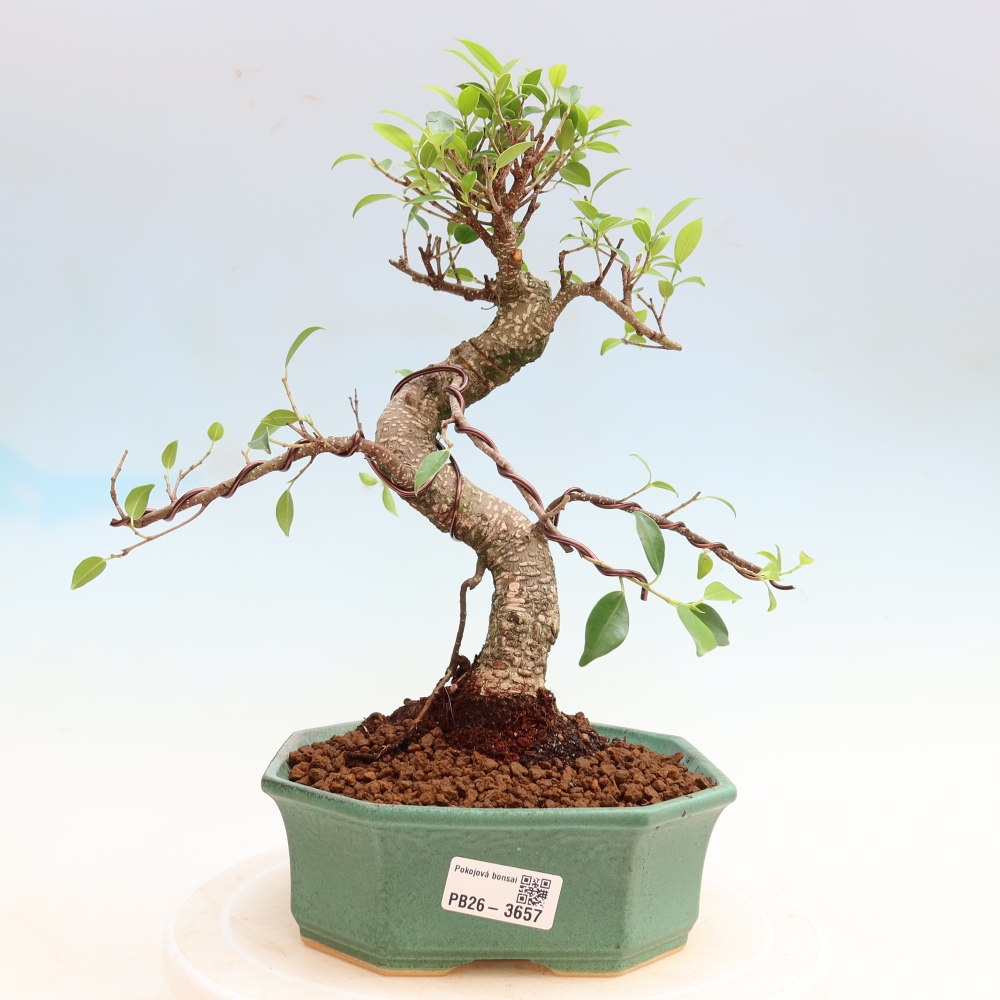 Pokojová bonsai - Ficus kimmen -  malolistý fíkus