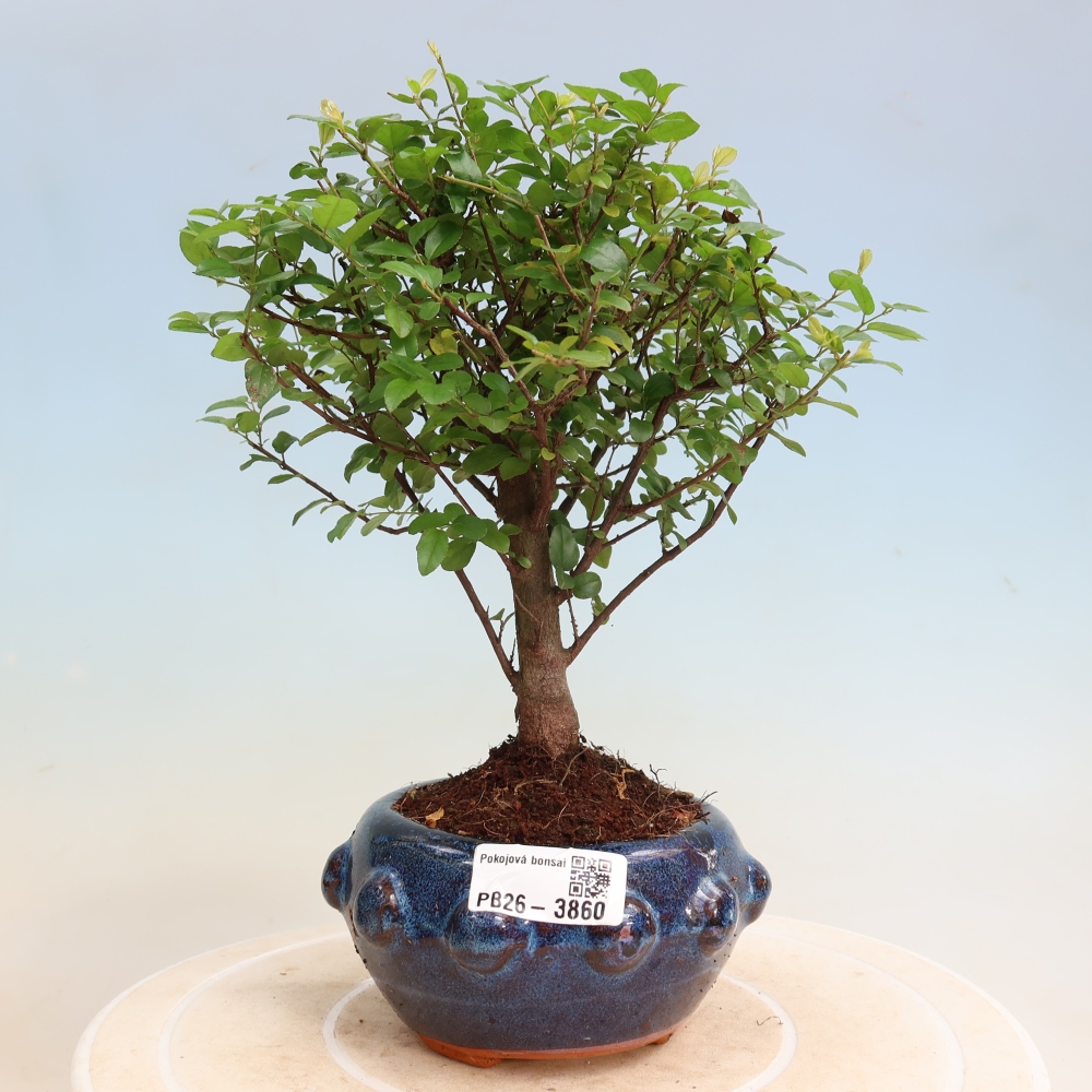 Pokojová bonsai - Sagerécie thea - Sagerécie thea