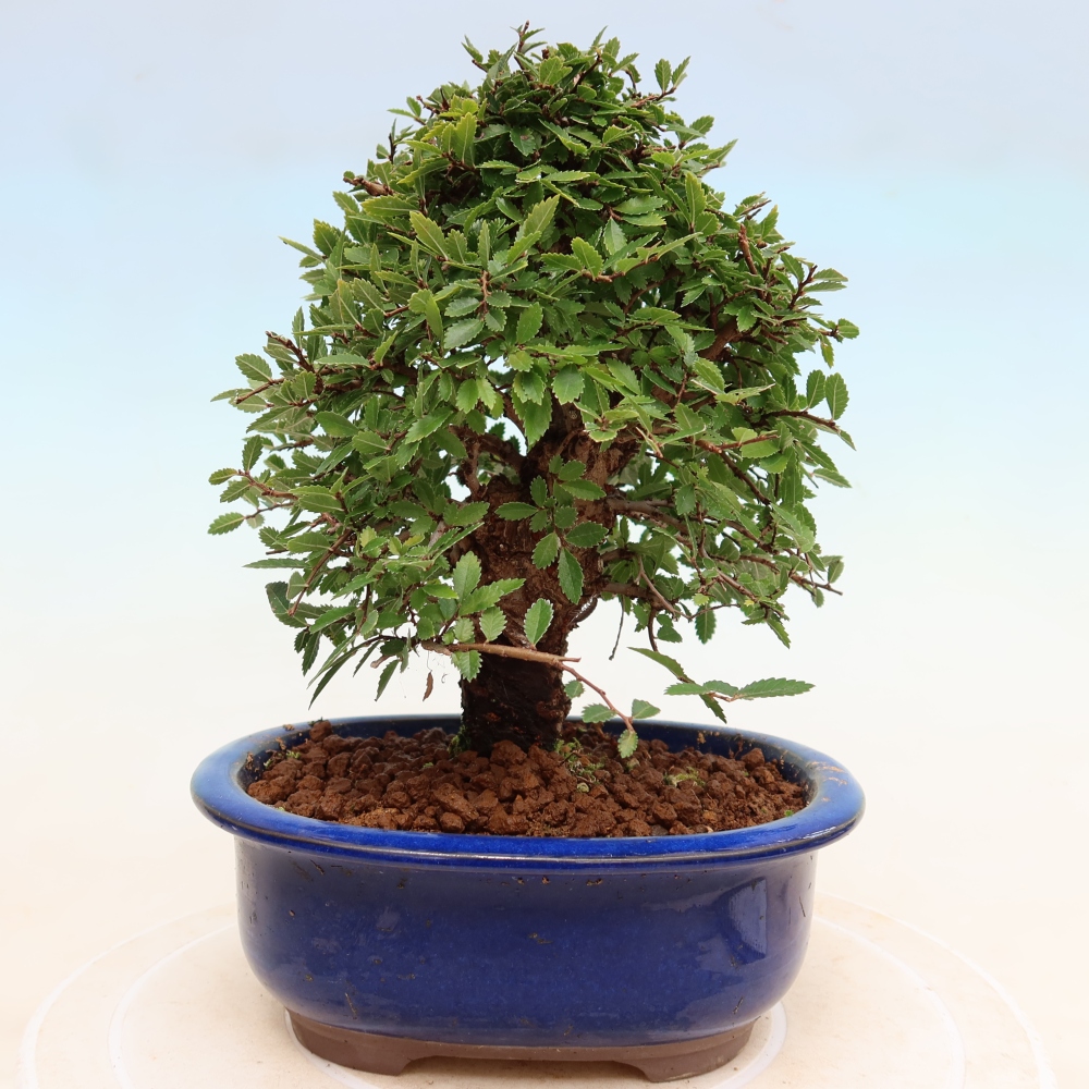 Venkovní bonsai - Zelkova - Zelkova NIRE