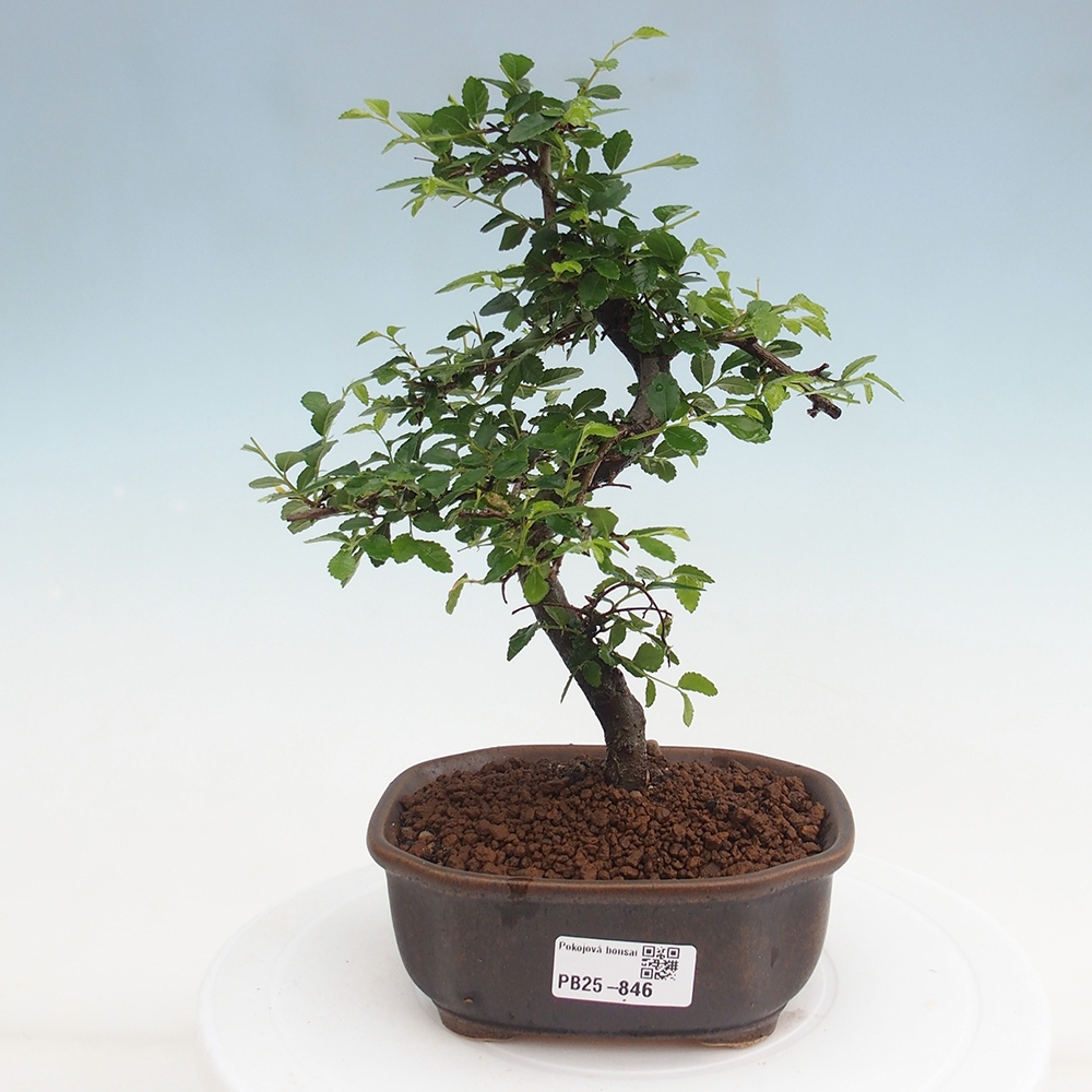 Pokojová bonsai-Malolistý jilm 
