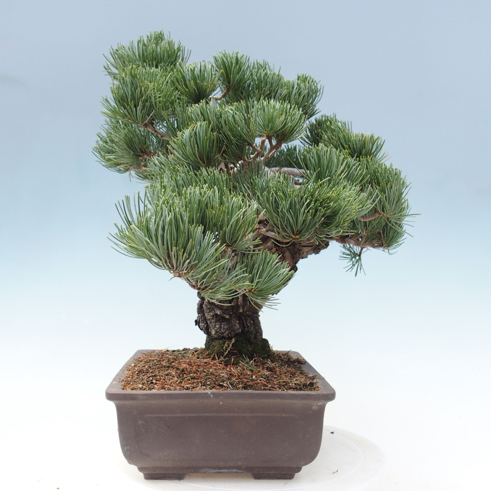 Venkovní bonsai - Pinus parviflora - Borovice drobnokvětá