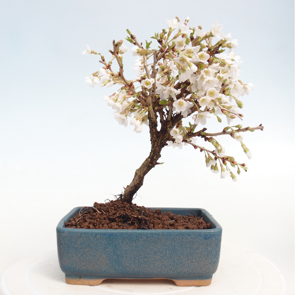 Venkovní bonsai - Prunus incisa Kojou-no mai-Slivoň vyříznutá