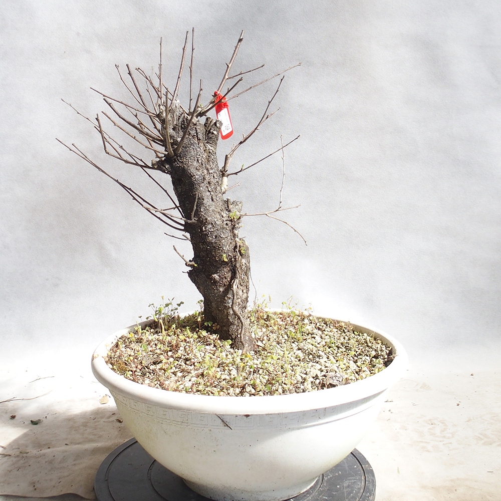 Venkovní bonsai -Mahalebka - Prunus mahaleb