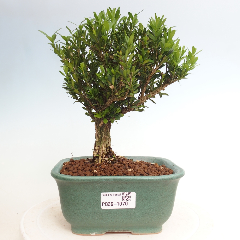 Pokojová bonsai - Buxus harlandii - korkový buxus