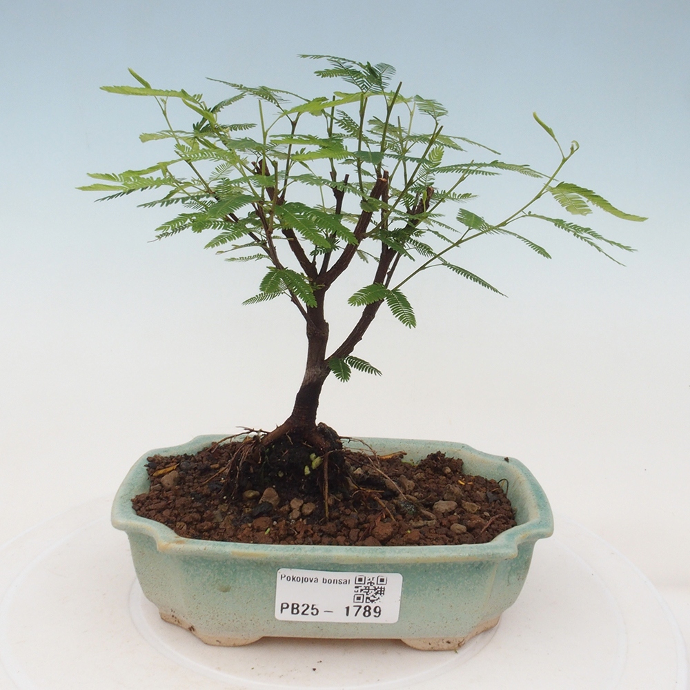 Pokojová bonsai-Calliandra surinamensis Dixie Pink - Kaliandra Suriámská