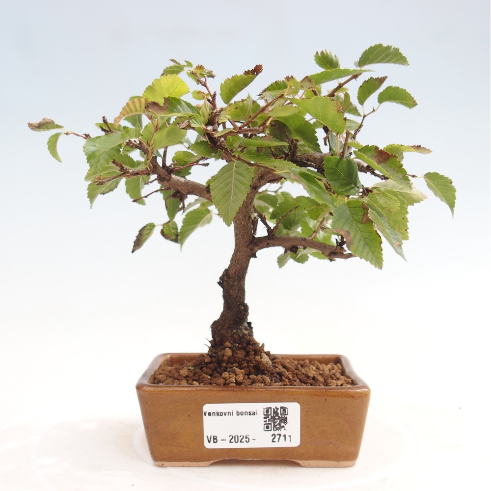 Venkovní bonsai -Carpinus CARPINOIDES - Habr korejský
