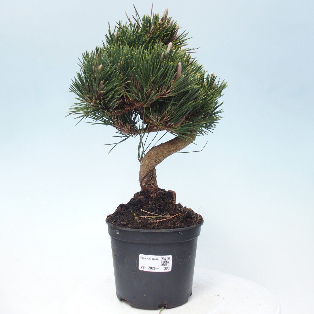 Venkovní bonsai - Pinus thunbergii senjyumaru - Borovice thunbergova
