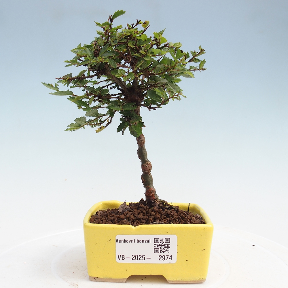 Venkovní bonsai - Ulmus parvifolia Sagei - Malolistý jilm