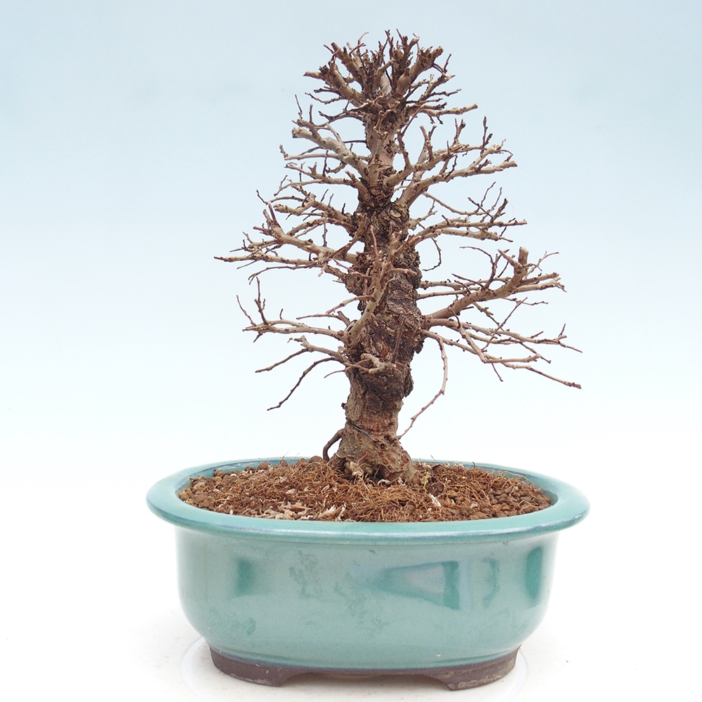 Venkovní bonsai - Zelkova - Zelkova NIRE