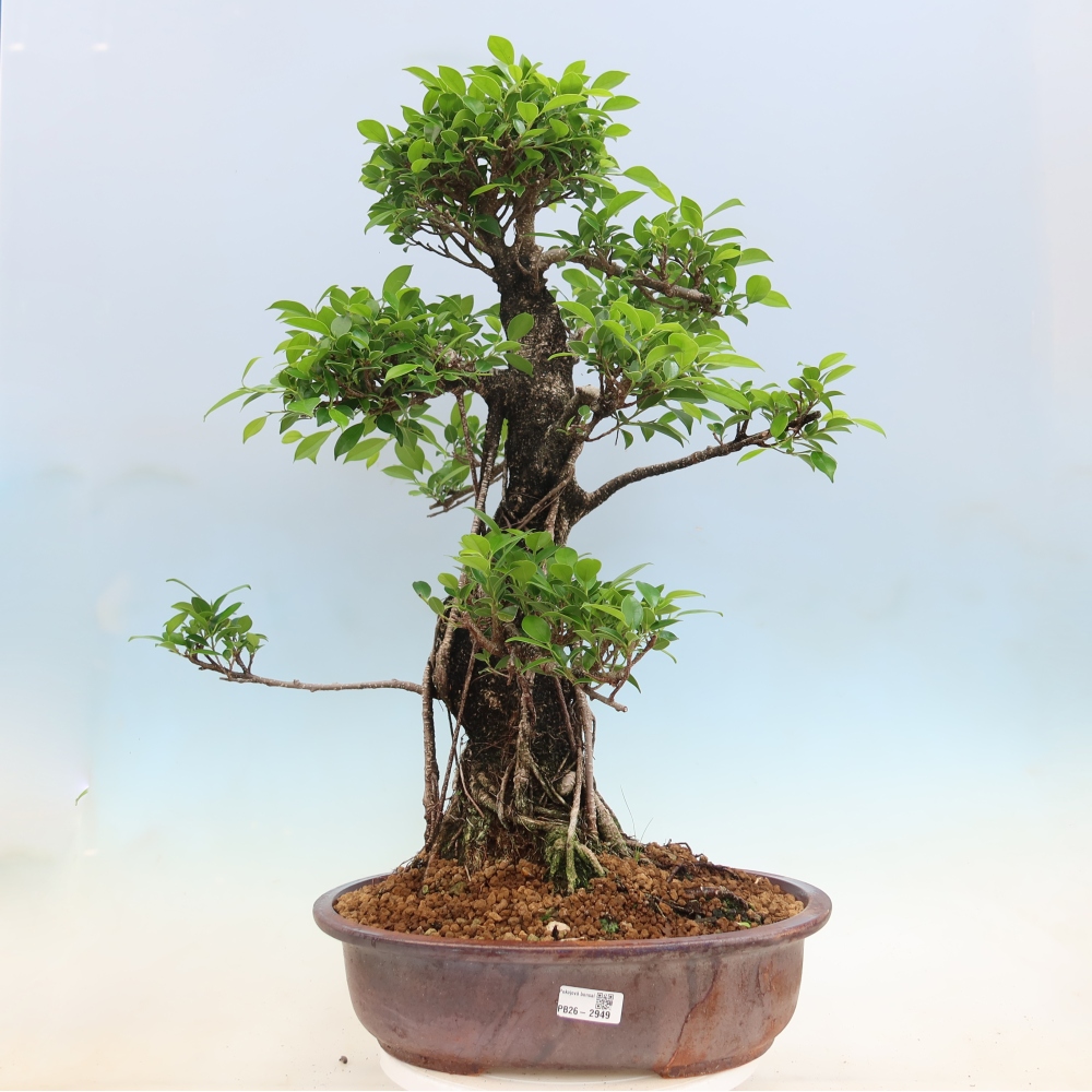 Pokojová bonsai - Ficus kimmen -  malolistý fíkus