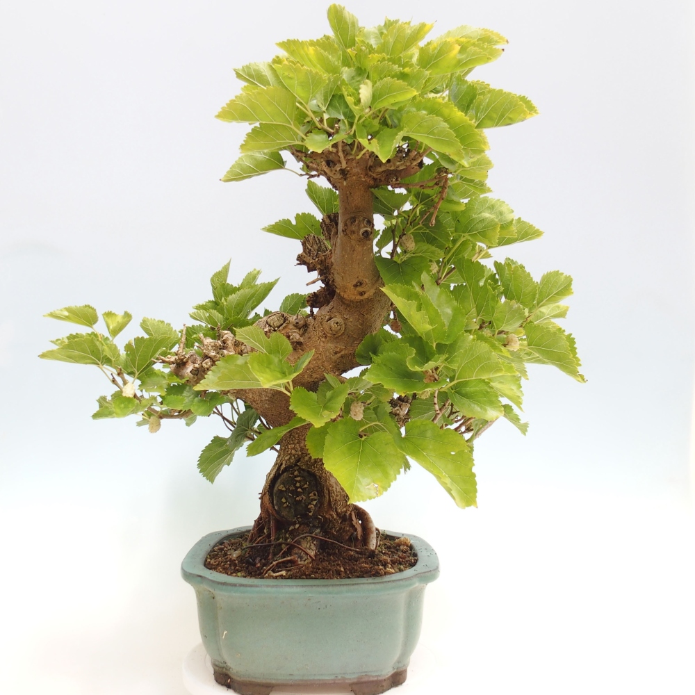 Venkovní bonsai -Morus alba - moruše