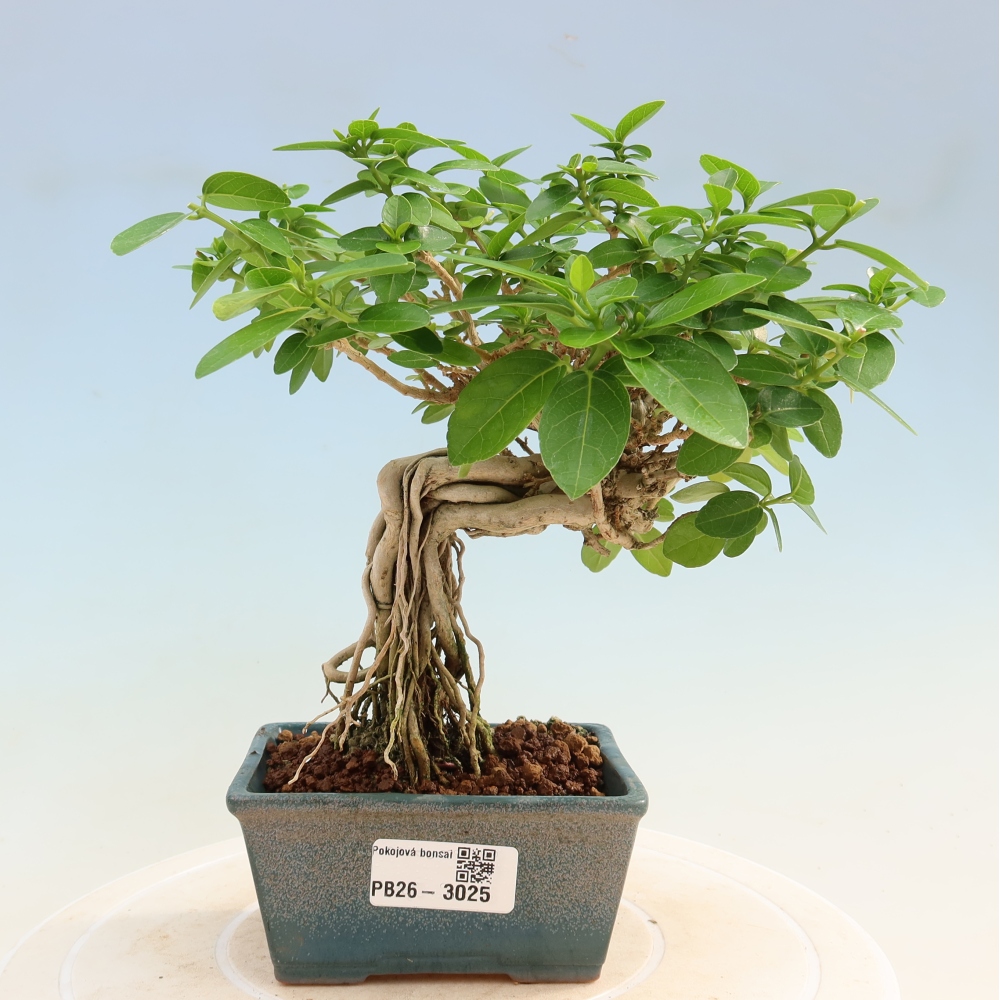 Pokojová bonsai - Premna serratifolia  - Kozlovoň malolistá