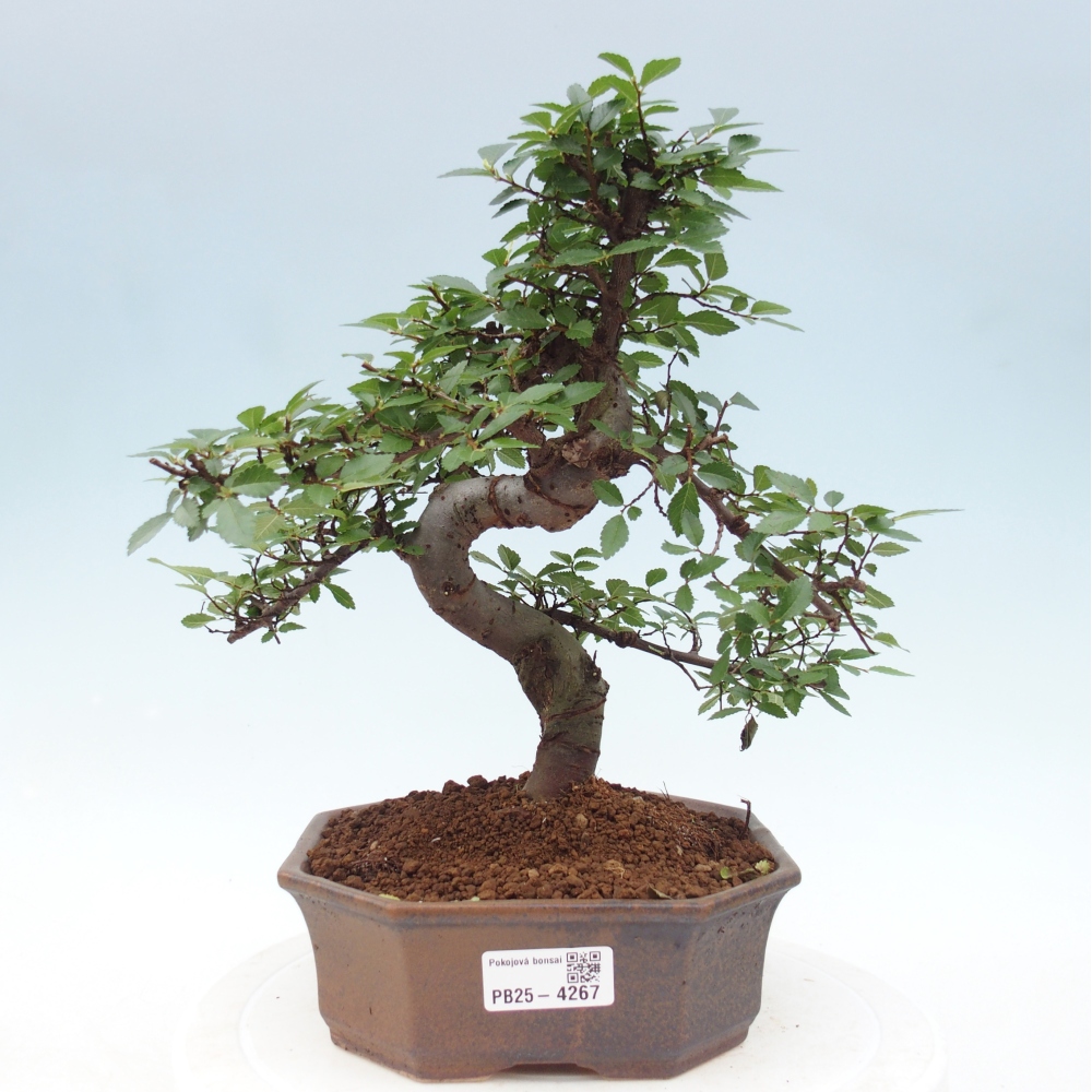 Pokojová bonsai - Ulmus parvifolia - Malolistý jilm