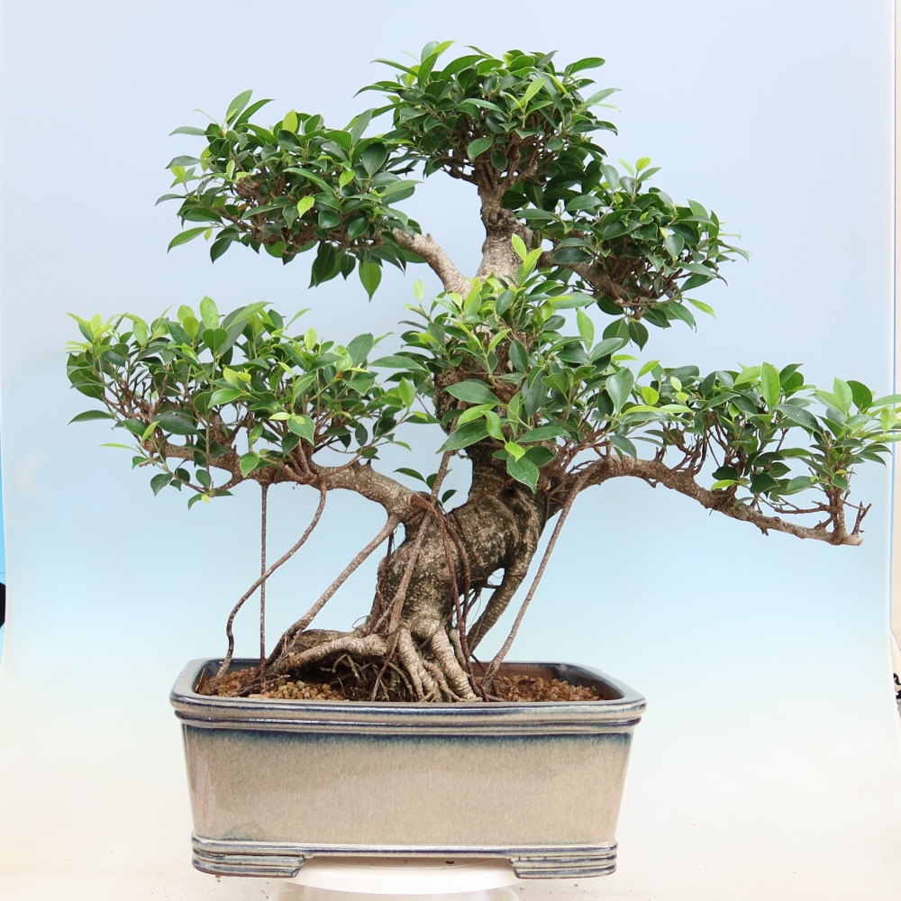 Pokojová bonsai - Ficus kimmen -  malolistý fíkus