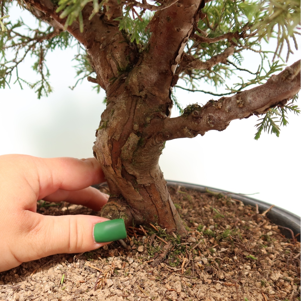 Venkovní bonsai - Juniperus chinensis Itoigawa-Jalovec čínský