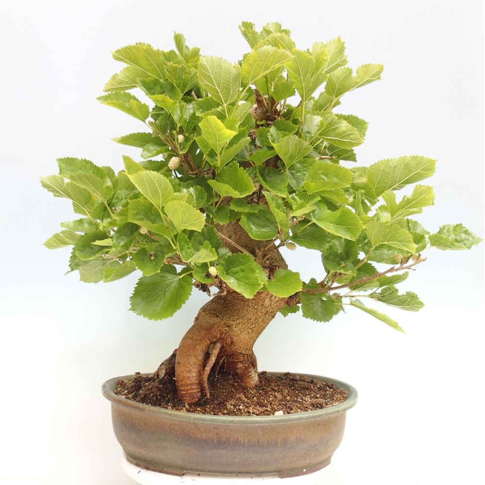 Venkovní bonsai -Morus alba - moruše