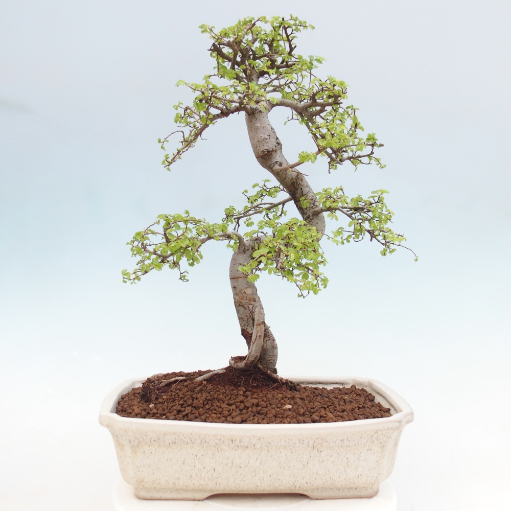 Pokojová bonsai - Ulmus parvifolia - Malolistý jilm