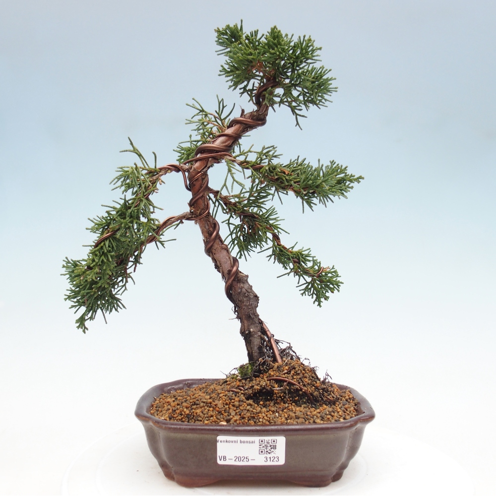 Venkovní bonsai - Juniperus chinensis Kishu -Jalovec čínský