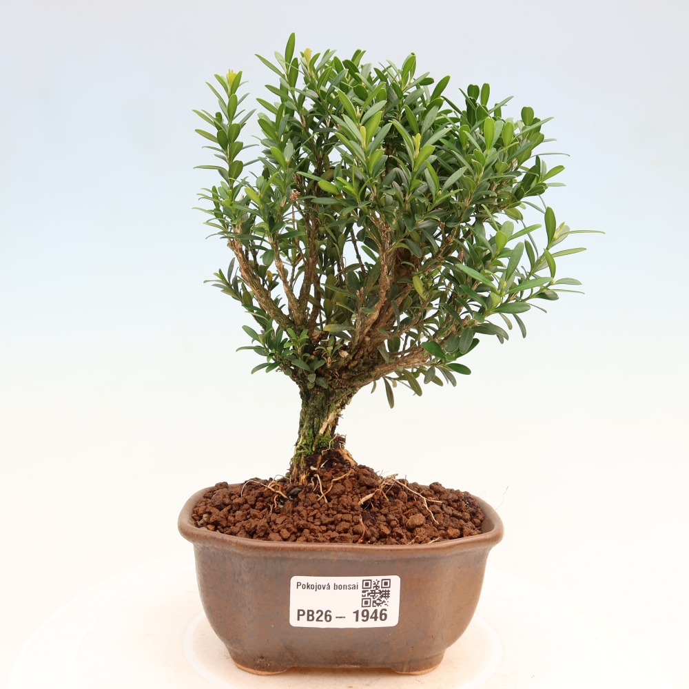 Pokojová bonsai - Buxus harlandii -korkový buxus