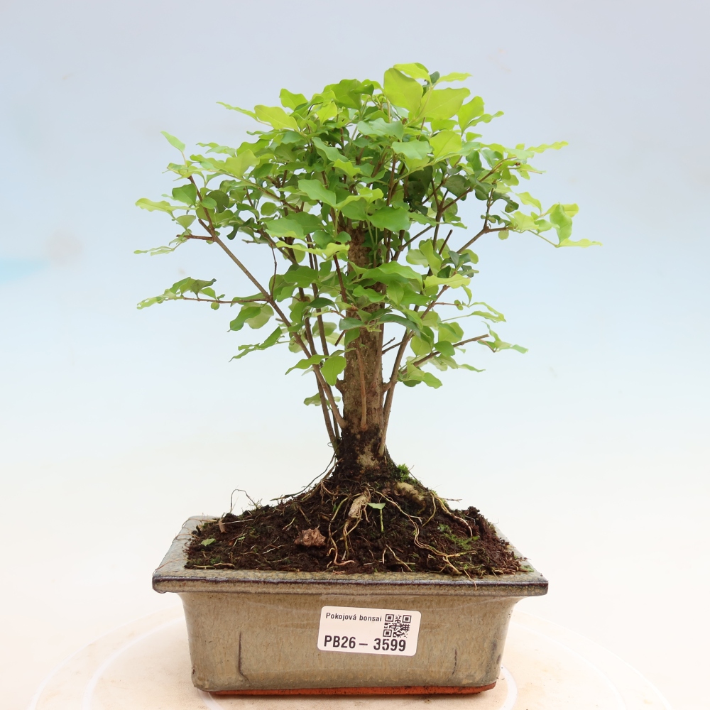 Pokojová bonsai -Ligustrum chinensis - Ptačí zob