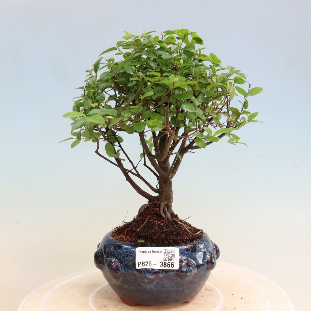 Pokojová bonsai - Sagerécie thea - Sagerécie thea