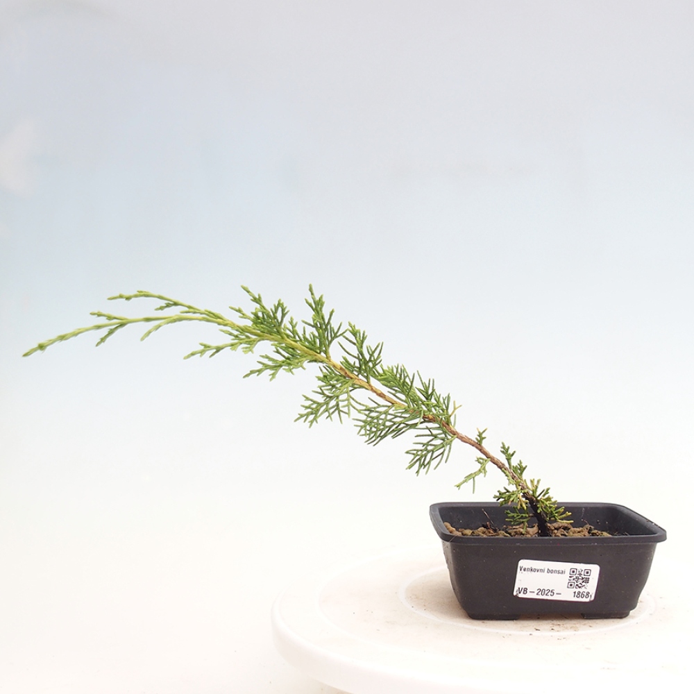 Venkovní bonsai - Juniperus chinensis Itoigawa -Jalovec čínský