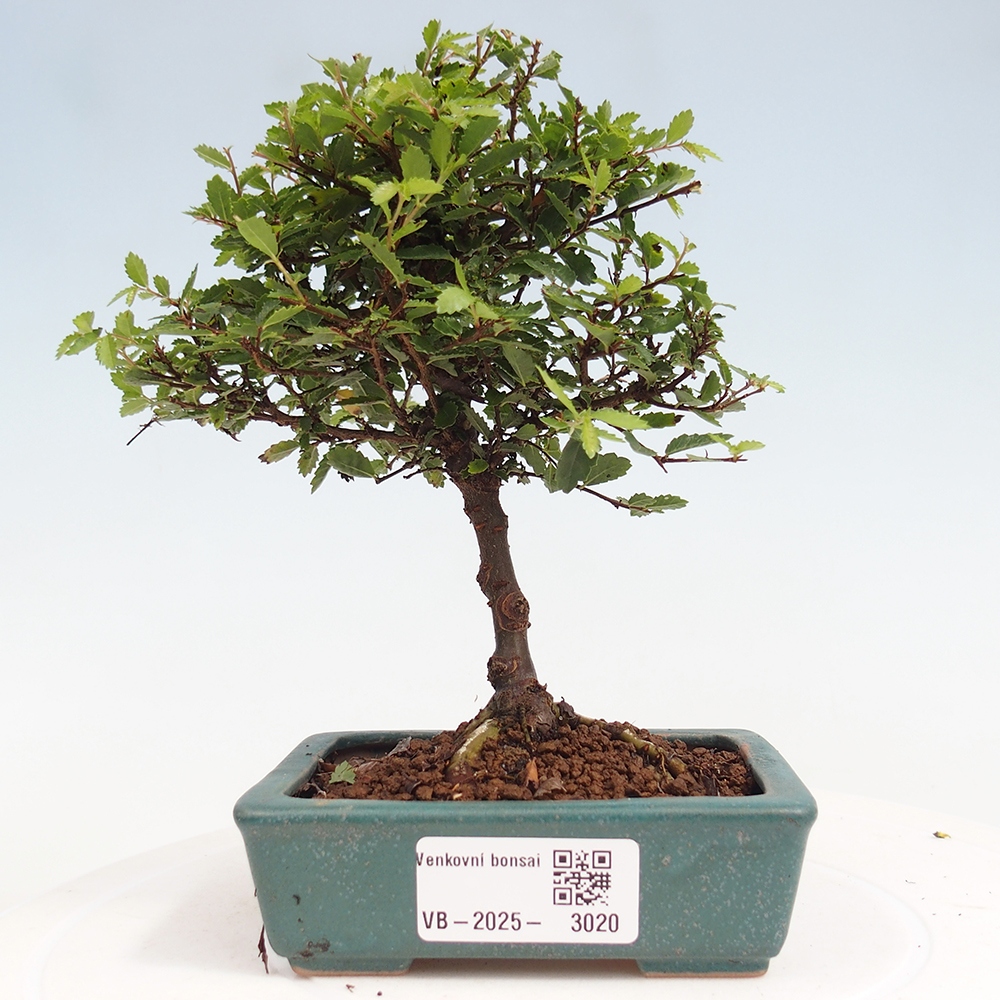 Venkovní bonsai - Ulmus parvifolia Sagei - Malolistý jilm