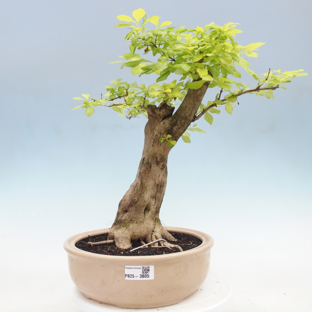 Pokojová bonsai - Duranta erecta Aurea