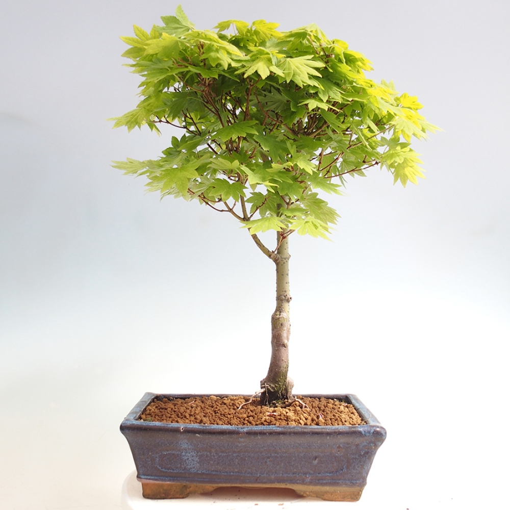 Venkovní bonsai - Javor palmatum katsura GISAN - Javor dlanitolistý