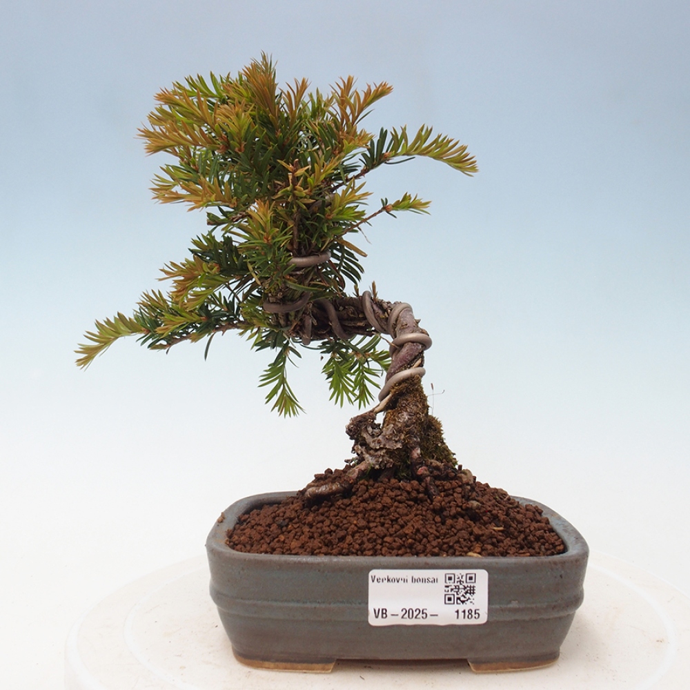 Venkovní bonsai - Taxus cuspidata  - Tis japonský