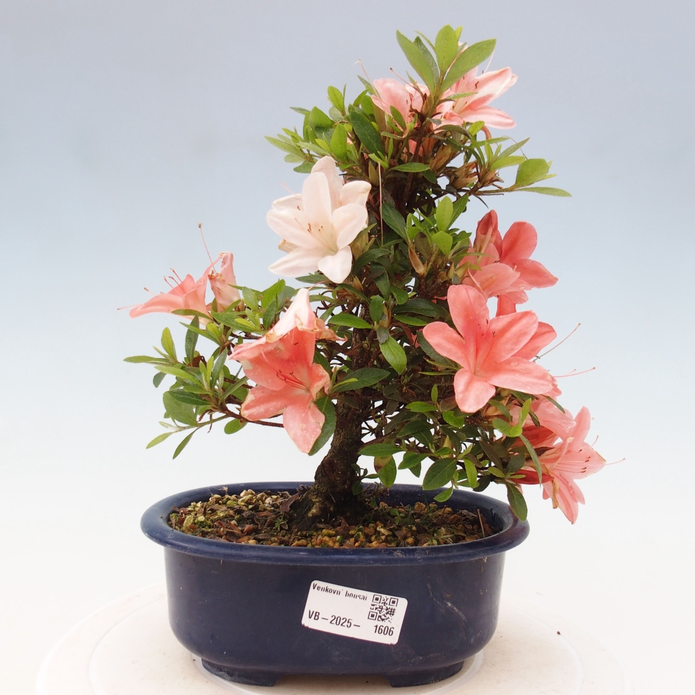 Venkovní bonsai - Japonská azalka - Azalea Nikko