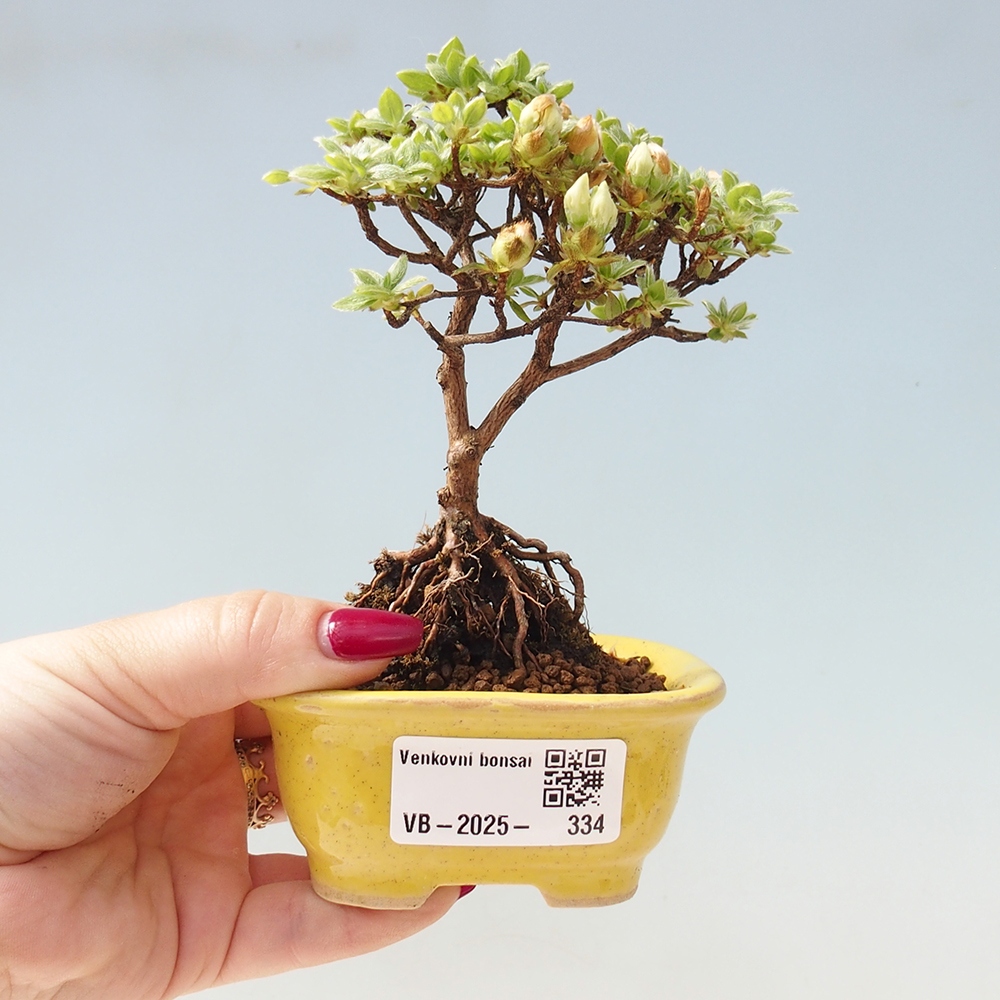 Venkovní bonsai - Rhododendron indicum - Japonská azalka