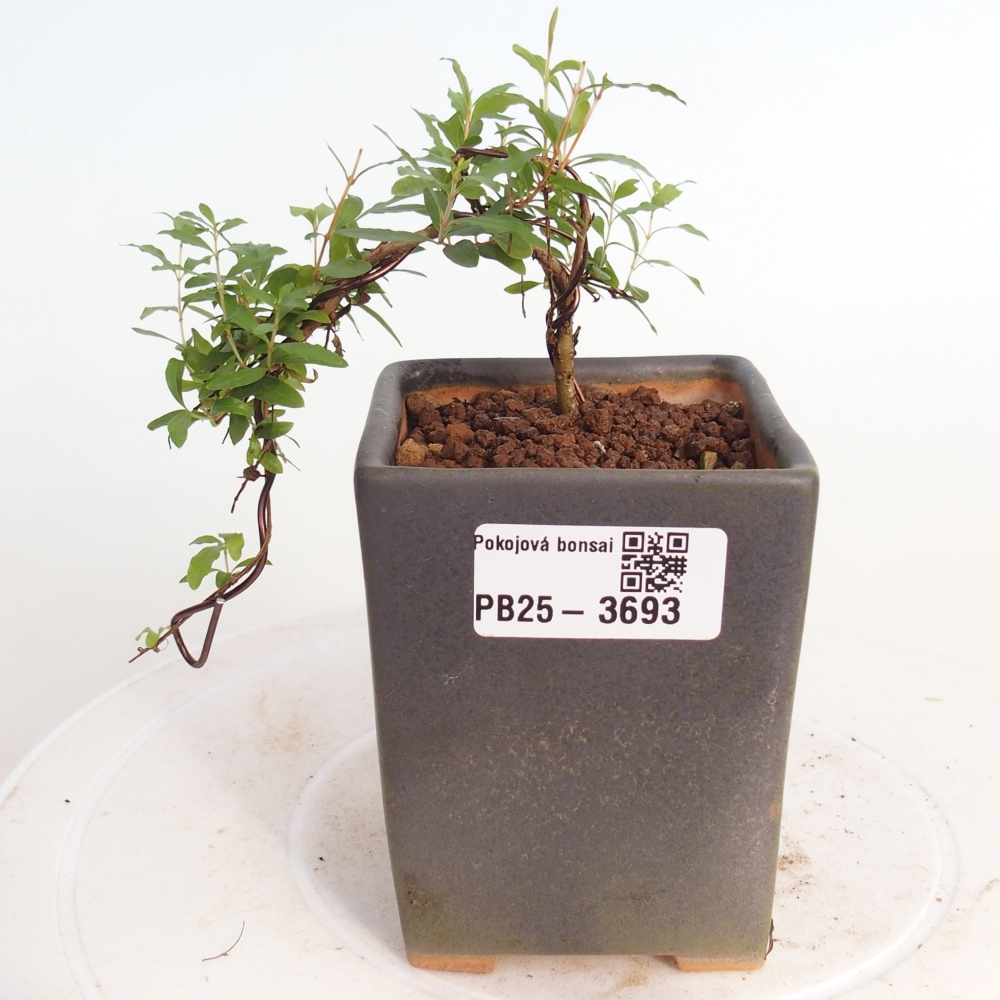 Pokojová bonsai-PUNICA granatum nana-Granátové jablko