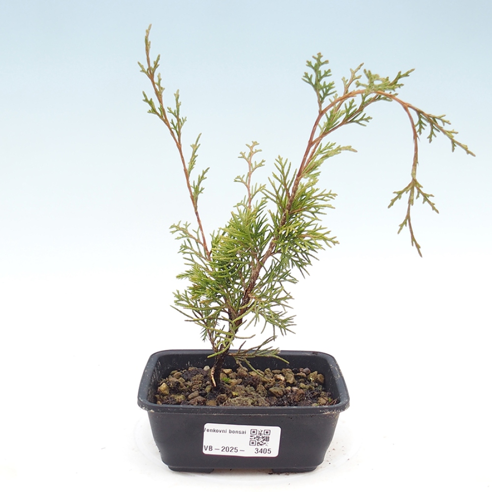 Venkovní bonsai - Juniperus chinensis Itoigawa -Jalovec čínský
