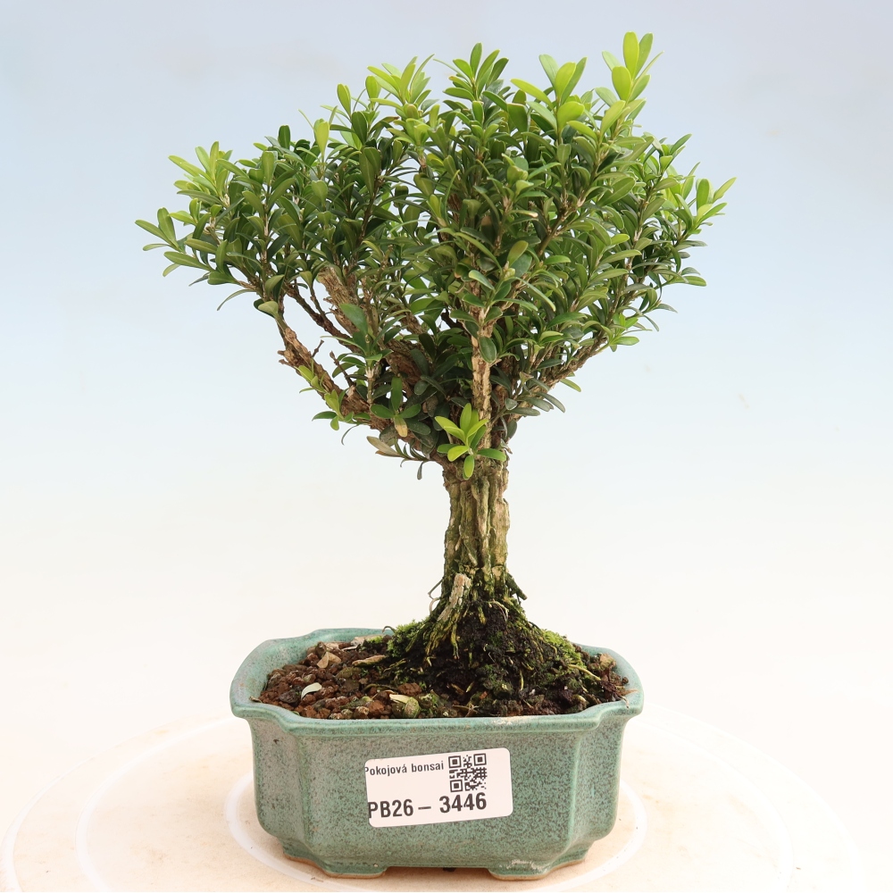 Pokojová bonsai - Buxus harlandii -korkový buxus