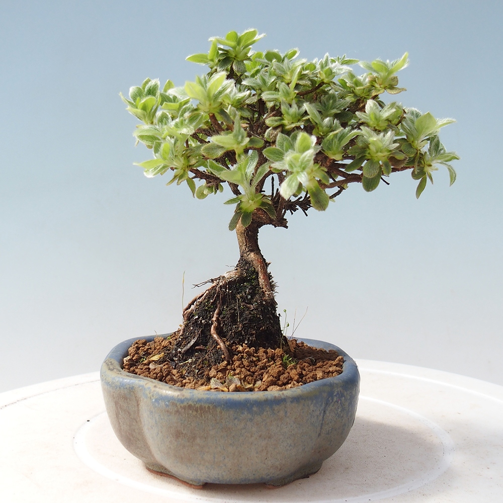 Venkovní bonsai - Rhododendron indicum - Japonská azalka