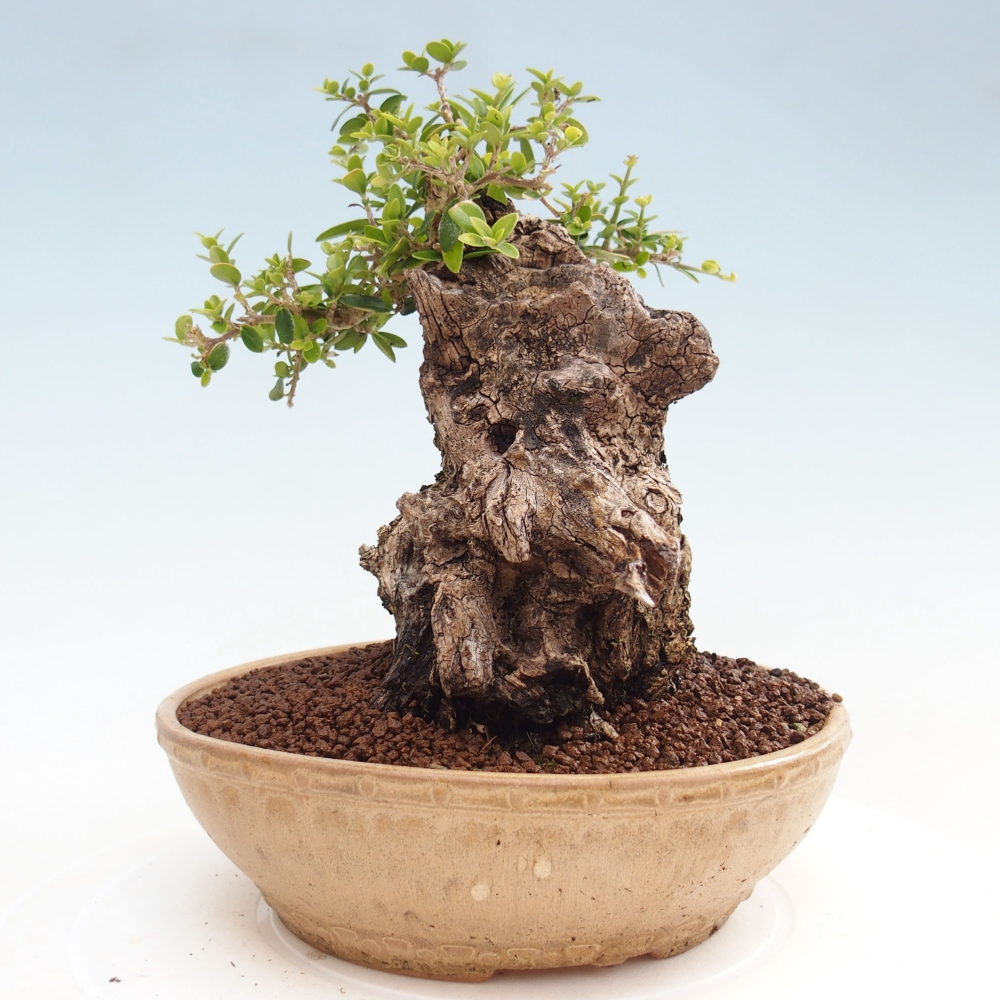 Pokojová bonsai - Olea europaea sylvestris -Oliva evropská drobnolistá