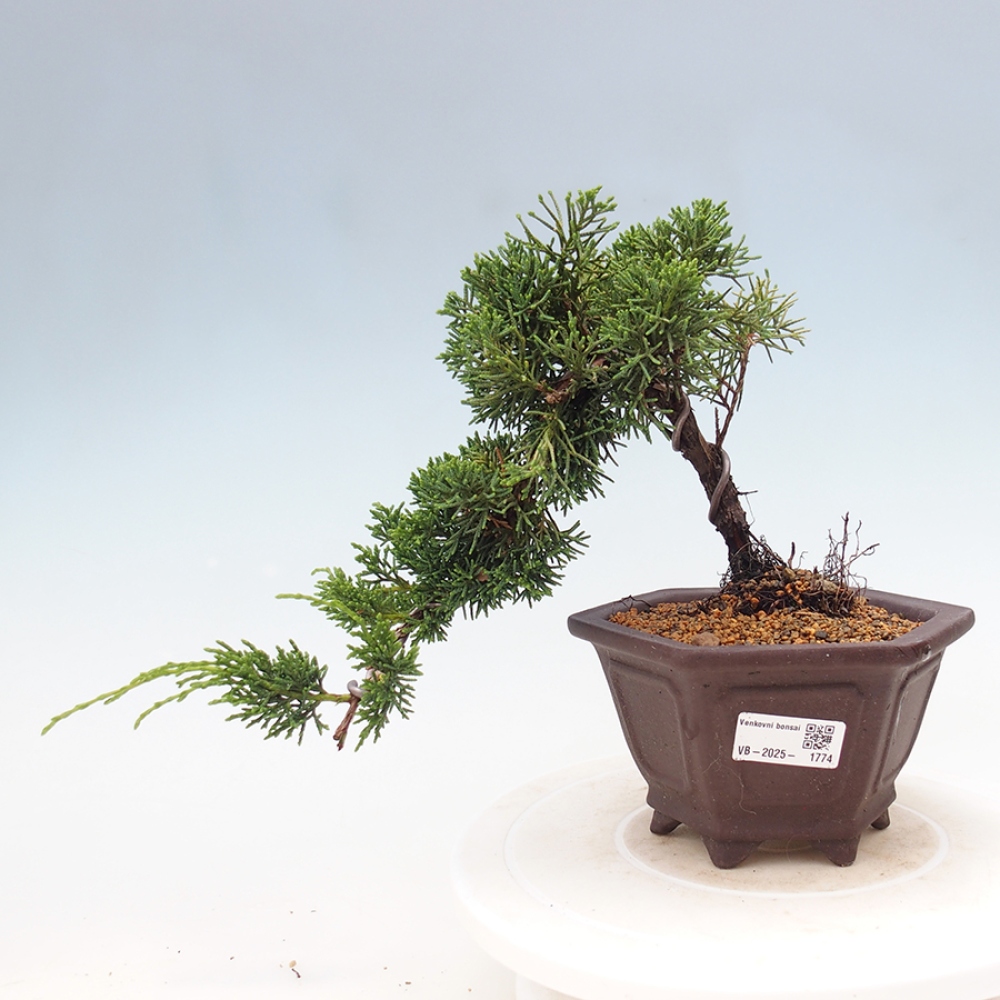 Venkovní bonsai - Juniperus chinensis Kishu -Jalovec čínský