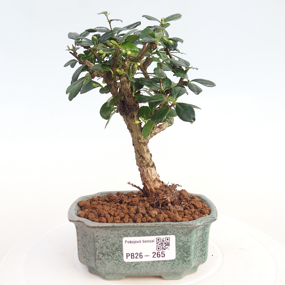 Pokojová bonsai - Carmona macrophylla - Čaj fuki