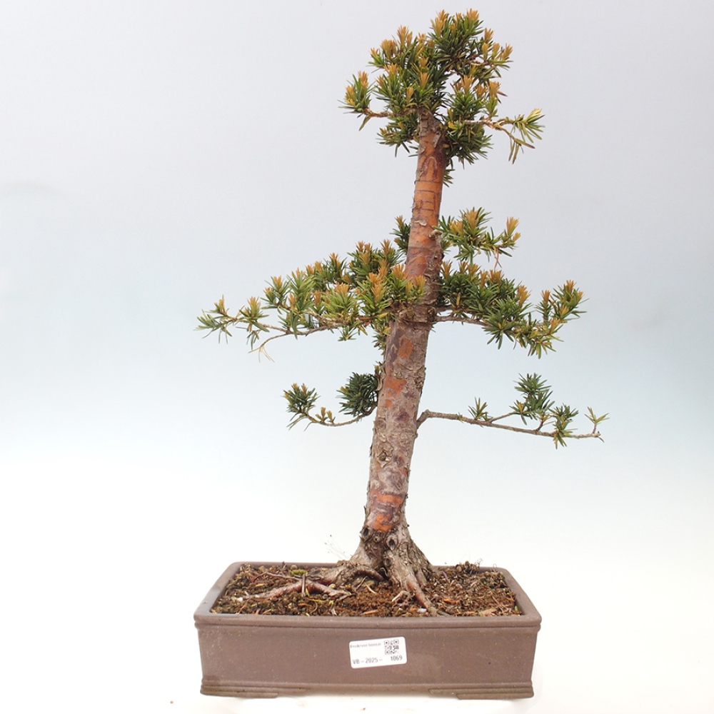 Venkovní bonsai - Taxus cuspidata  - Tis japonský