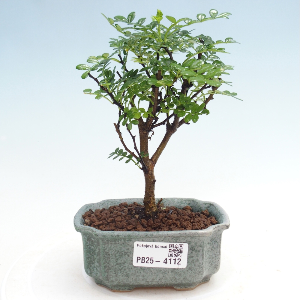 Pokojová bonsai - Zantoxylum piperitum - Pepřovník 
