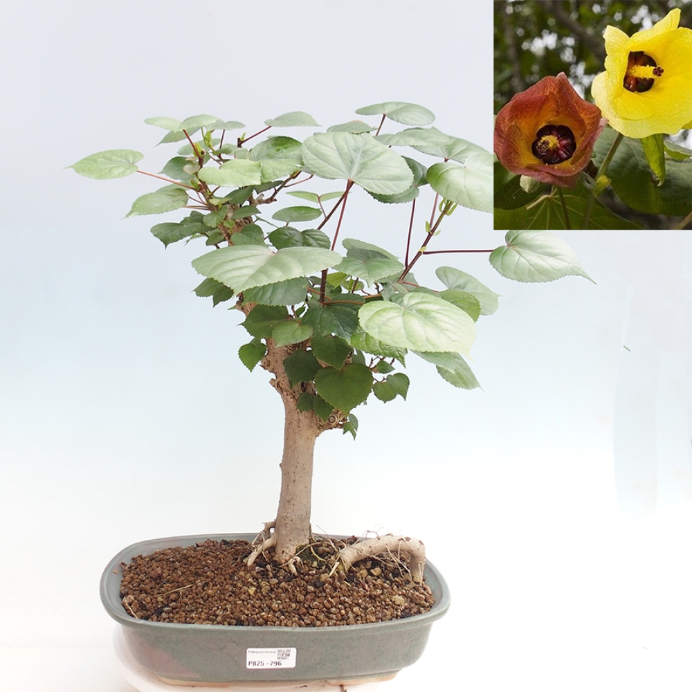 Pokojová bonsai - Hibiscus tiliaceus - Ibišek lípovitý, morský