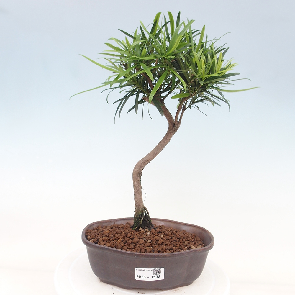 Pokojová bonsai - Podocarpus - Kamenný tis