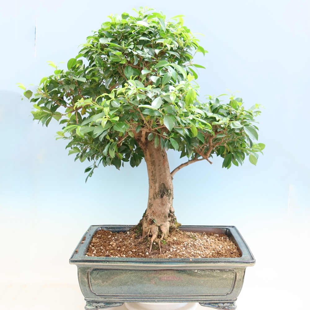 Pokojová bonsai - Australská třešeň - Eugenia uniflora 