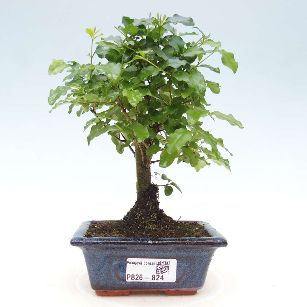 Pokojová bonsai -Ligustrum chinensis - Ptačí zob