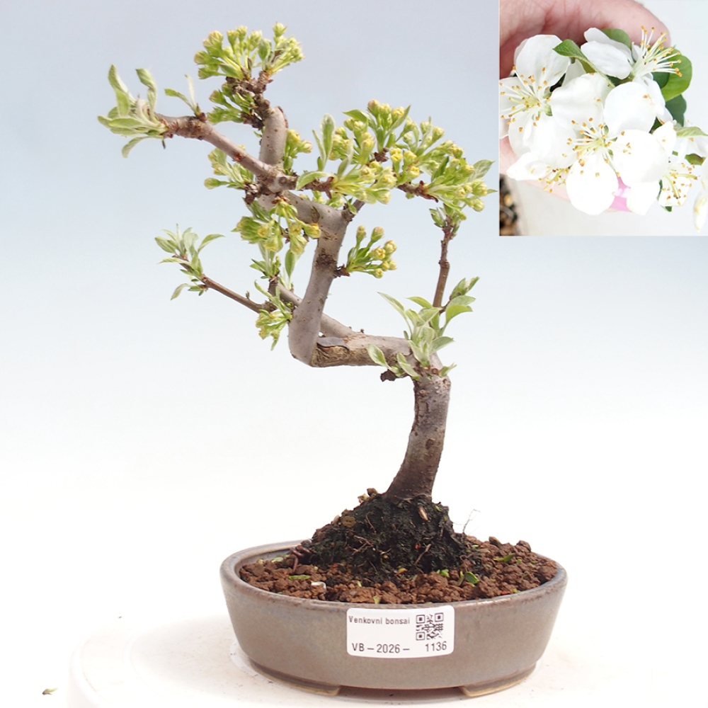 Venkovní bonsai - Malus sargentii -  Maloplodá jabloň
