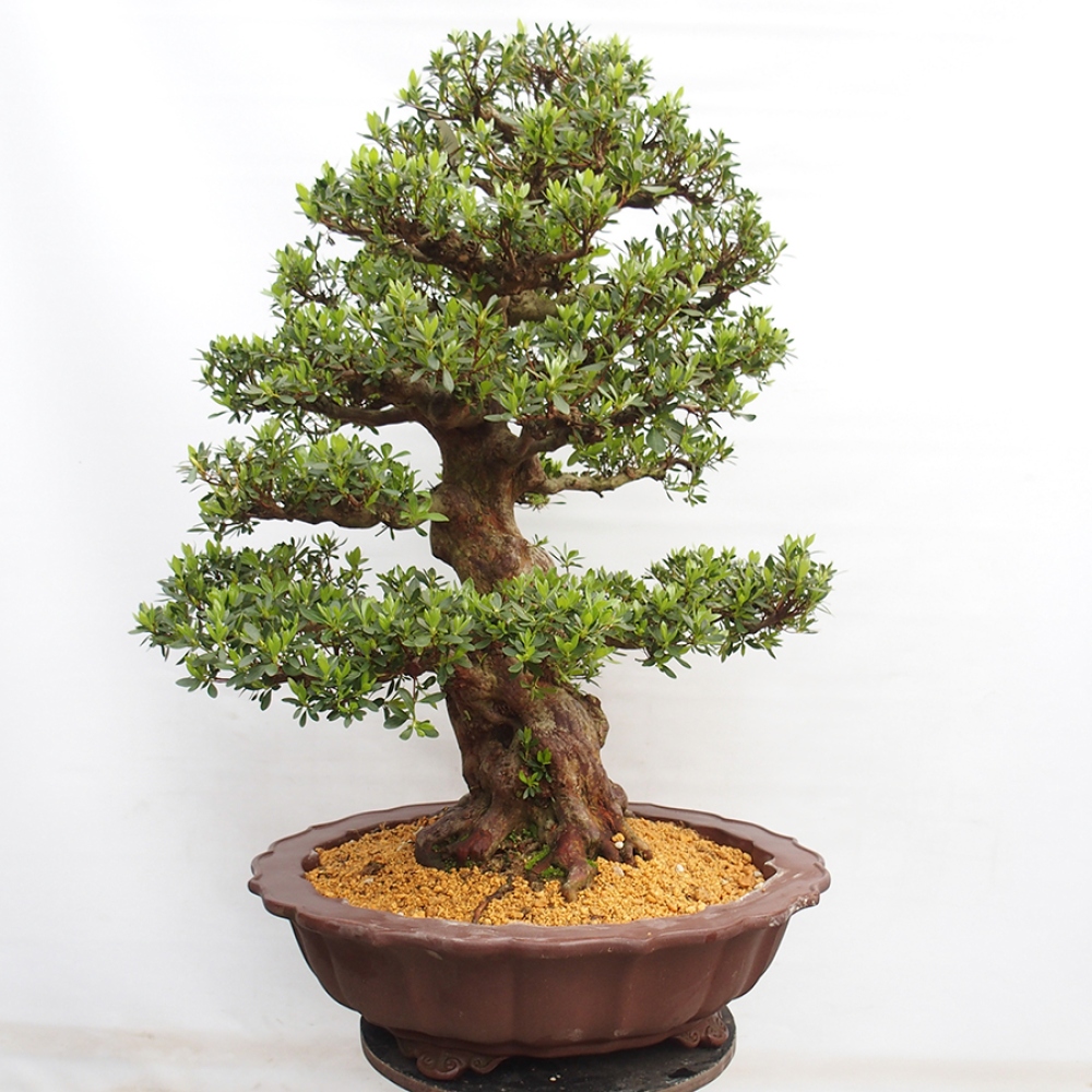Venkovní bonsai - Japonská azalka - Azalea Toki