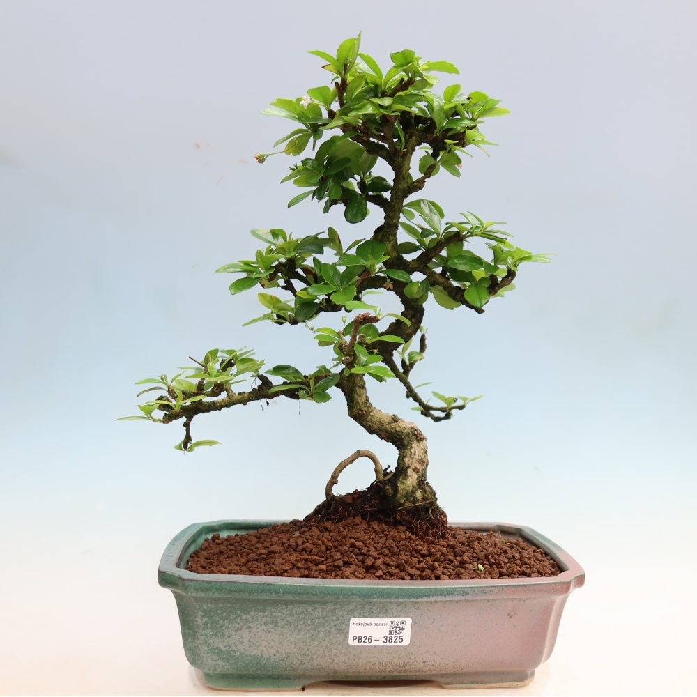 Pokojová bonsai - Carmona macrophylla - Čaj fuki